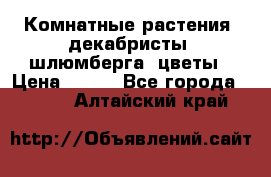 Комнатные растения, декабристы (шлюмберга) цветы › Цена ­ 300 - Все города  »    . Алтайский край